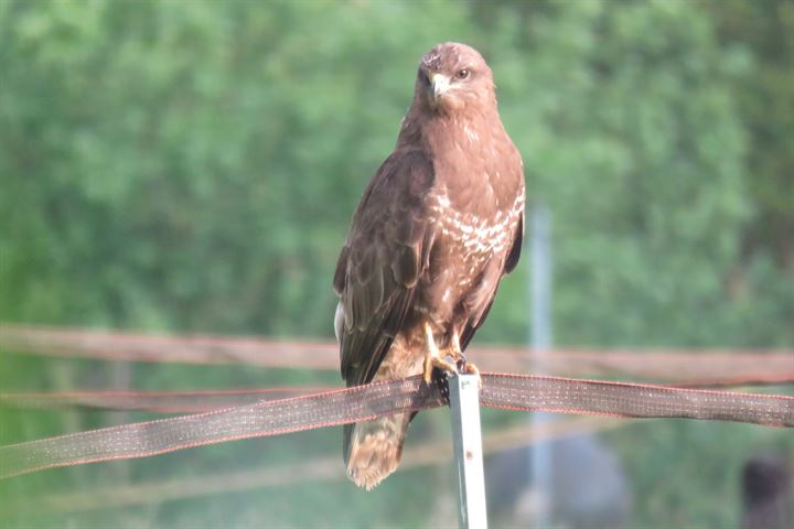 Bekijk foto 86 van Rijndijk 6