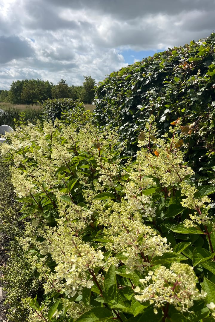 Photo 87 of Rijndijk 6