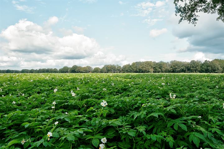 Bekijk foto 53 van Trompenweg 1