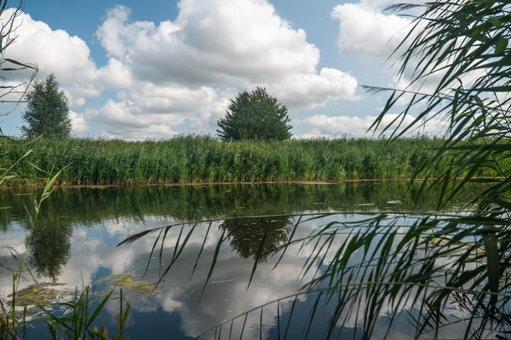 Foto 17 van Moerasorchidee 24