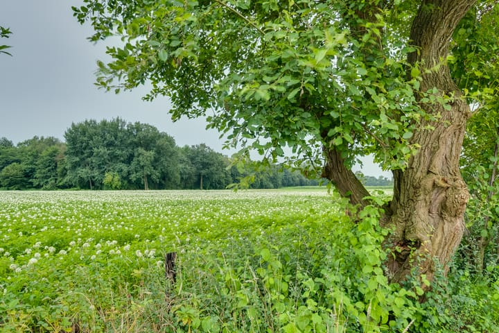 Foto 35 van Ruurloseweg 63