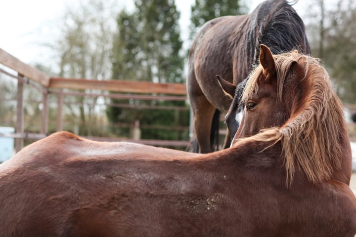 Bekijk foto 20 van winkeldijk 28 A