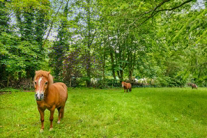 Foto 50 van Oude Tempellaan 6