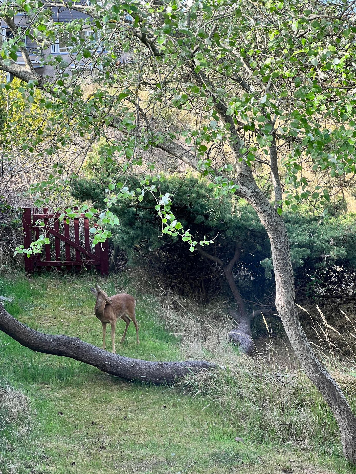 Foto 35 van Kievitsweg 48