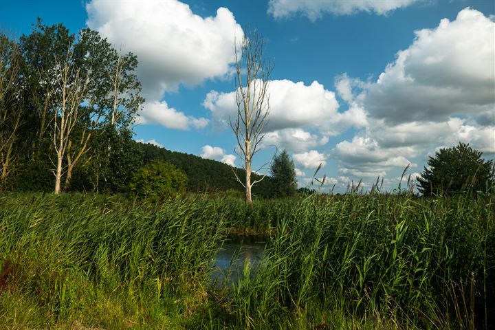 Bekijk foto 20 van Moerasorchidee 12