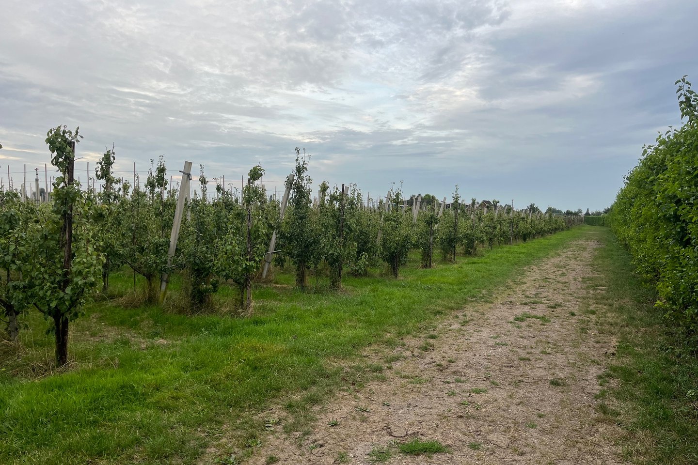 Bekijk foto 3 van Van Heemstraweg