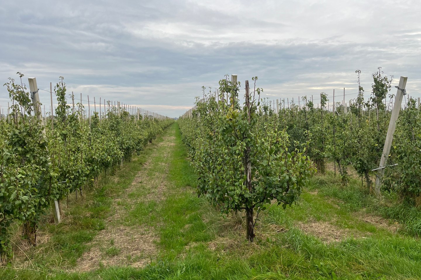 Bekijk foto 4 van Van Heemstraweg