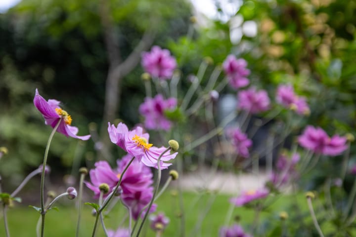 Foto 26 van Graaf van Solmsweg 59