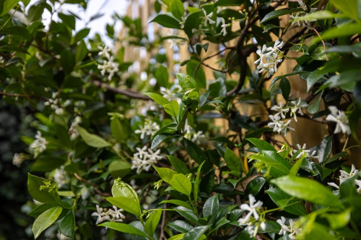 Foto 29 van Graaf van Solmsweg 59