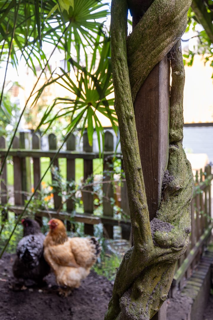 Foto 31 van Graaf van Solmsweg 59