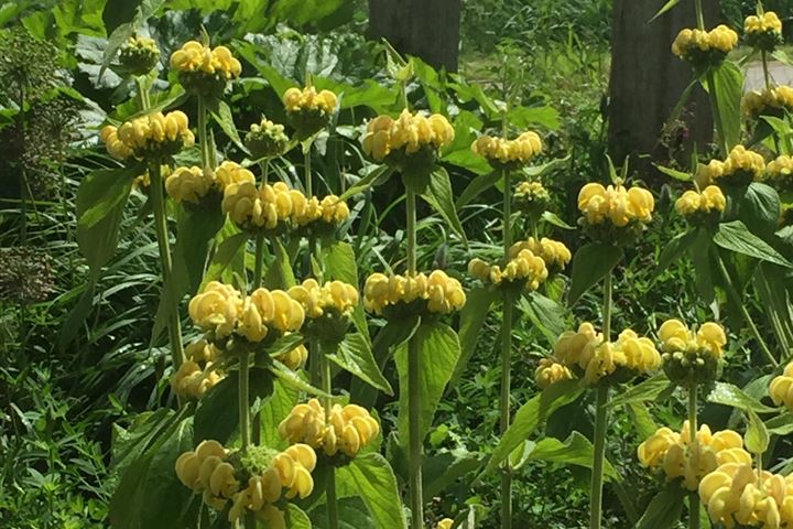 Bekijk foto 38 van Hollandse Hout 348