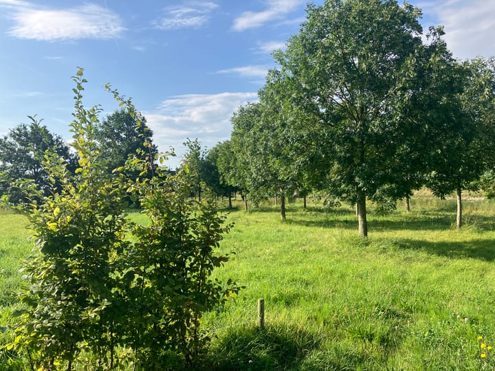 Foto 10 van Zwartebessenstraat