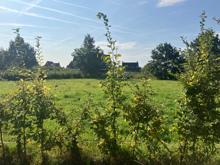 Foto 11 van Zwartebessenstraat