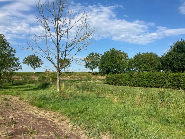 Foto 15 van Zwartebessenstraat