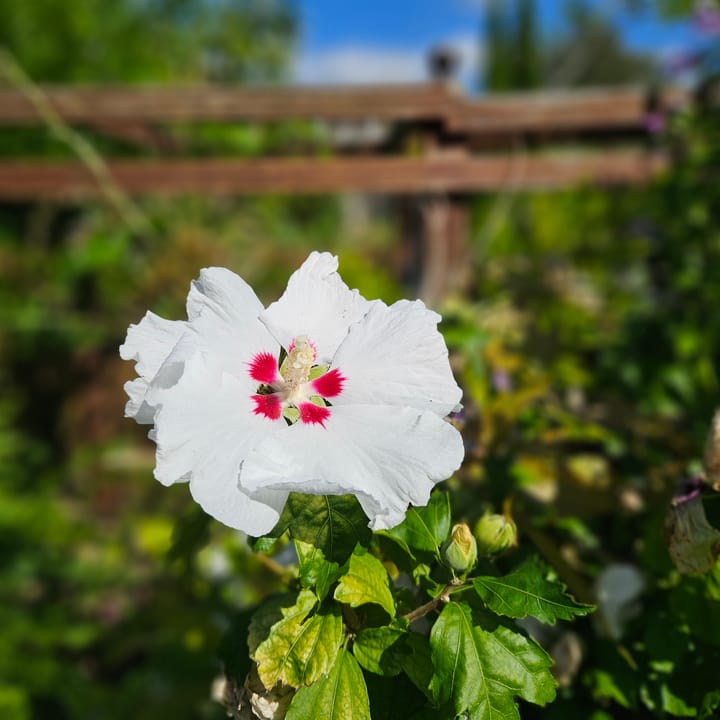 Foto 28 van Wijngaardenlaan 48