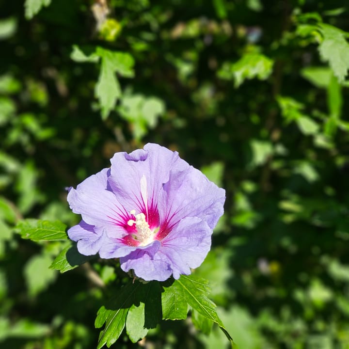 Foto 31 van Wijngaardenlaan 48