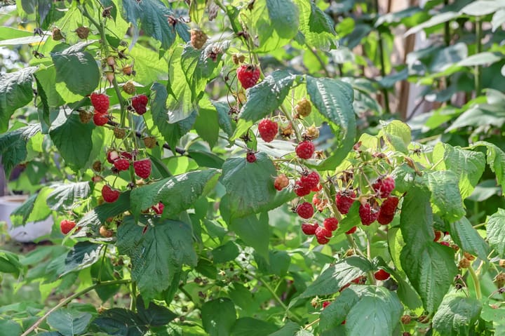 Foto 22 van 1e Wormenseweg 157-3