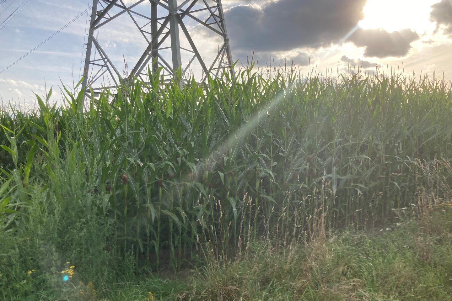 Bekijk foto 4 van Roggelseweg