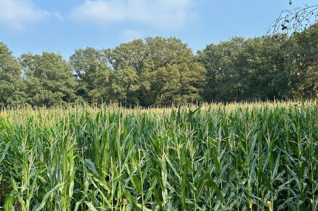 Bekijk foto 6 van Lage Mierdsedijk