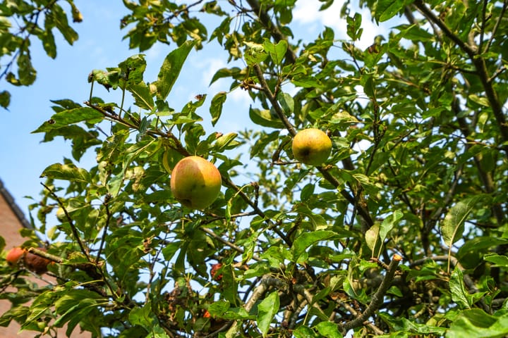 Foto 32 van Aldenhof 1309