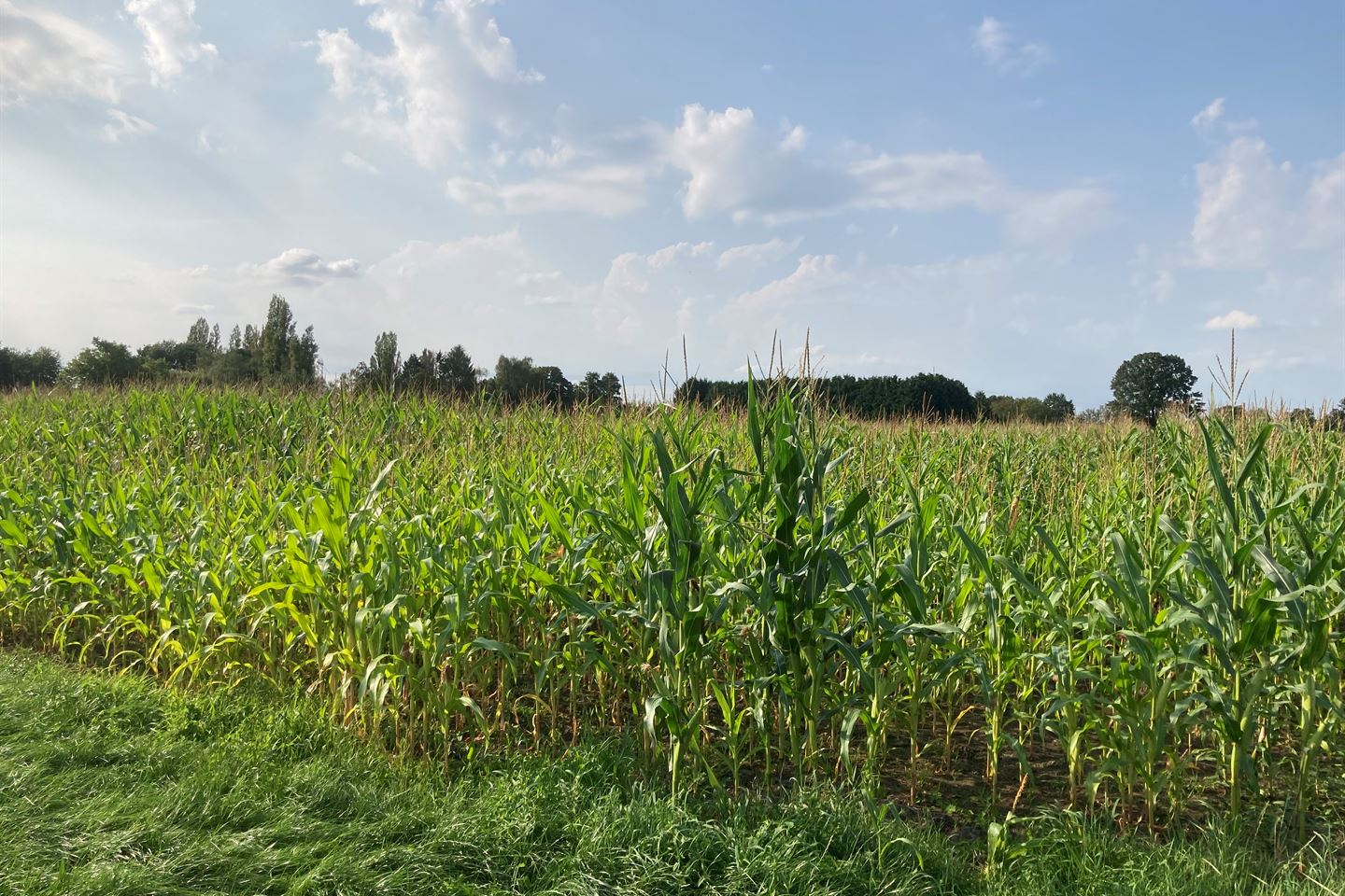 Bekijk foto 3 van Helenaveenseweg