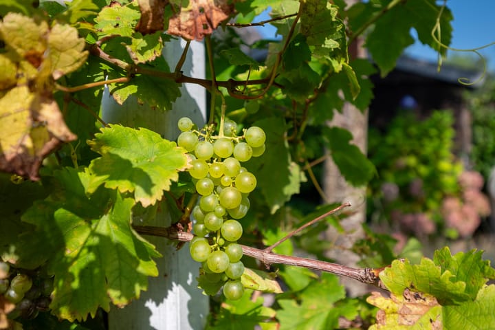 Foto 43 van Sneeuwuil 3