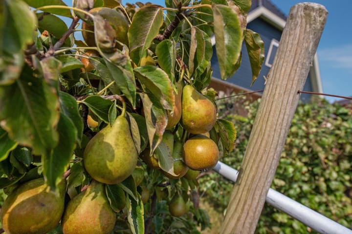 Foto 10 van Lookwatering 44