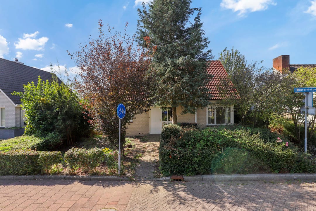 Foto 2 van Winterrietpeer 3