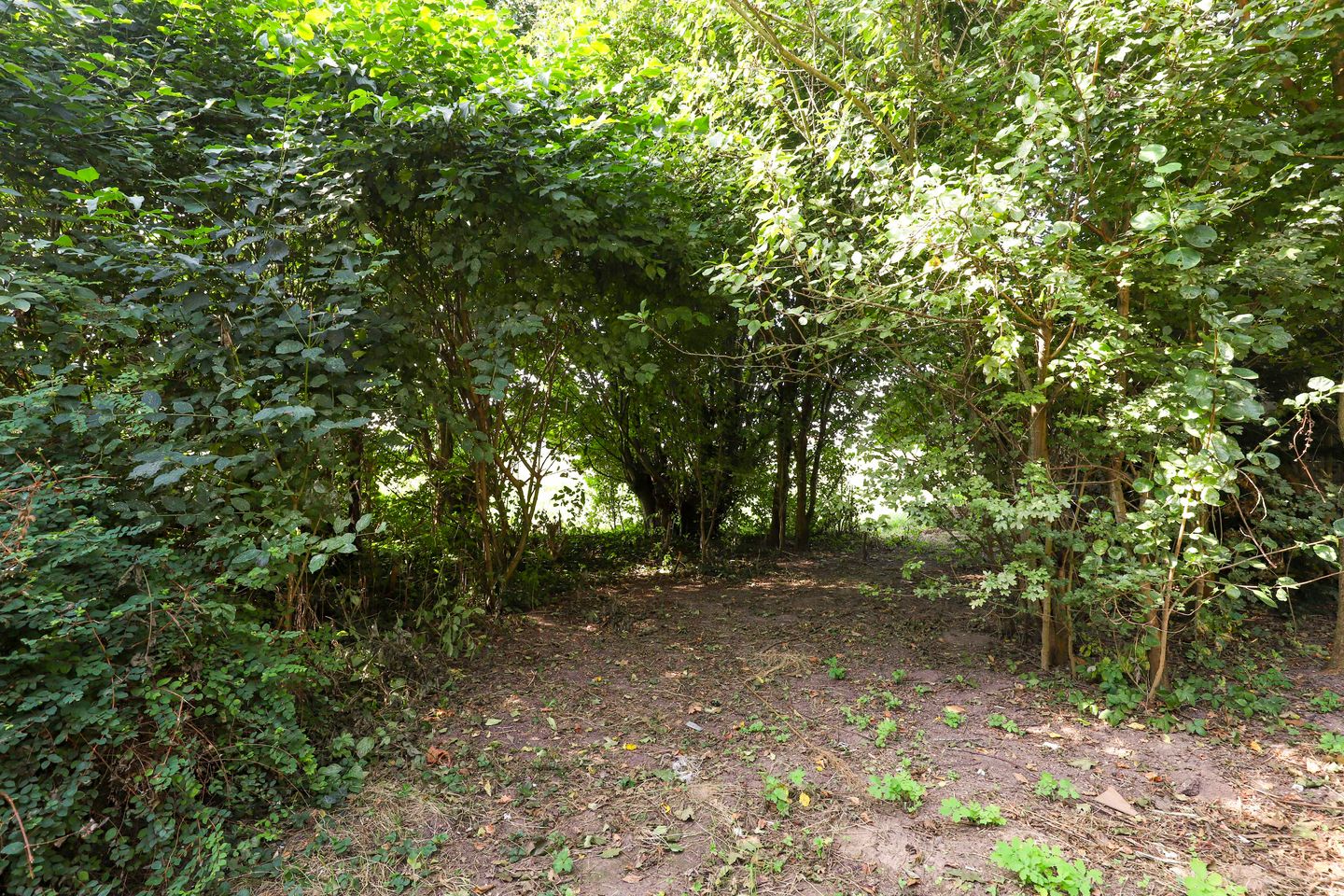 Foto 14 van Winterrietpeer 3