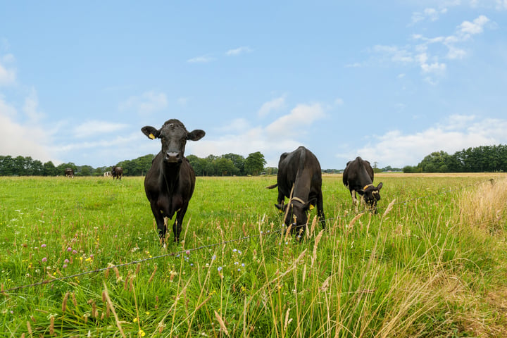 Bekijk foto 12 van Meersendijk 3