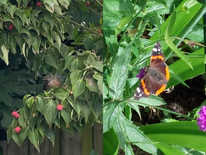 Foto 37 van Harnas 96