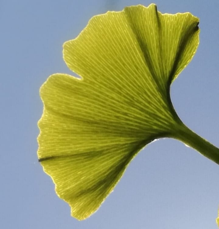 Foto 38 van Harnas 96