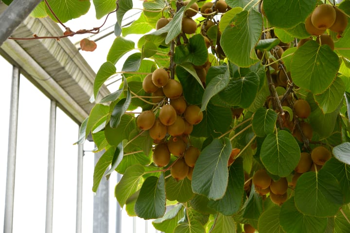 Foto 45 van Lange Meentweg 4