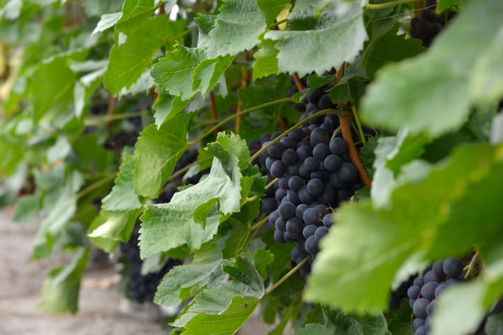 Foto 47 van Lange Meentweg 4