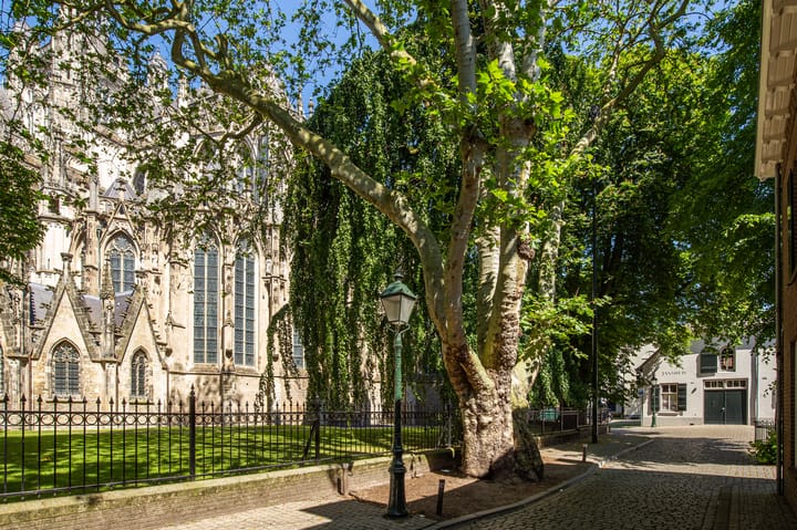 Foto 6 van Jeroen Boschtuin 7