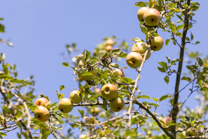 Photo 34 of Hupselse Esweg 3