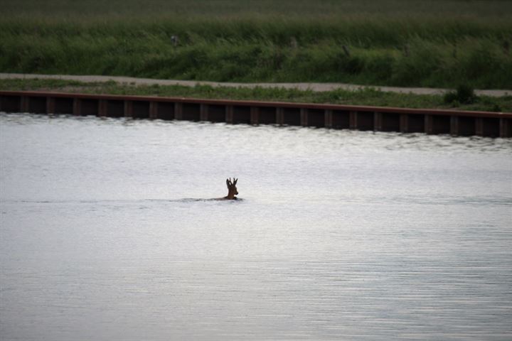 Bekijk foto 36 van August Janssenweg 20