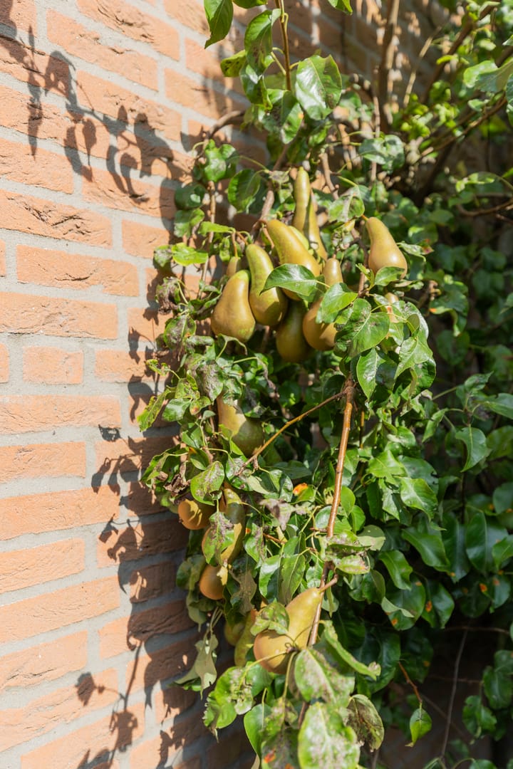 Foto 31 van Noldijk 208