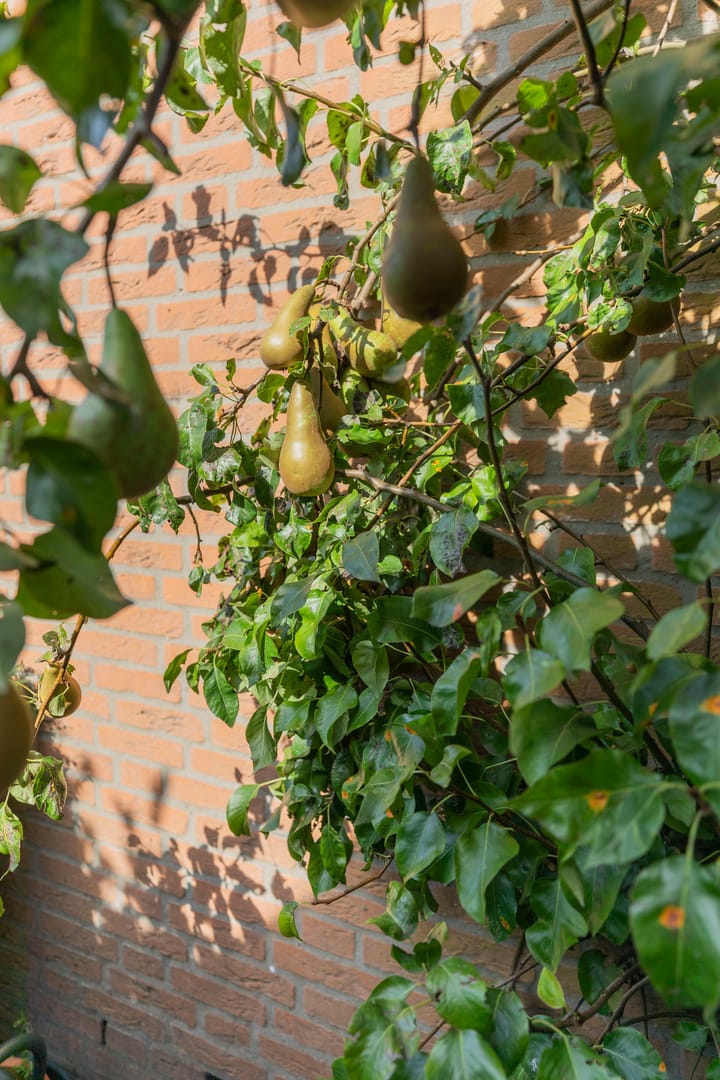 Foto 34 van Noldijk 208