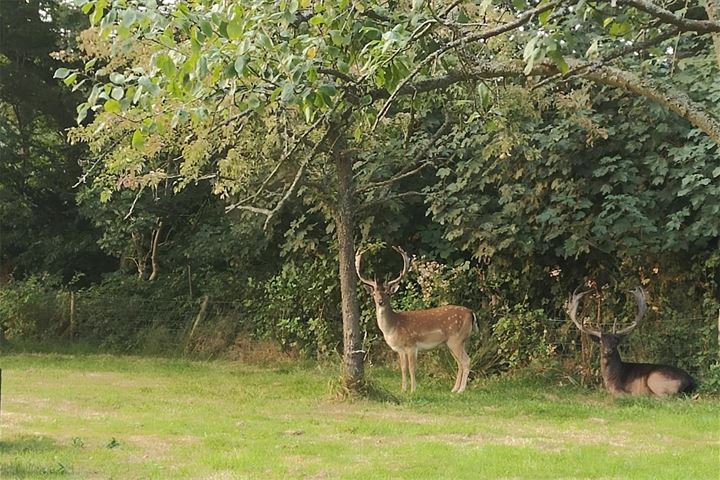 Bekijk foto 69 van Hogeweg 39