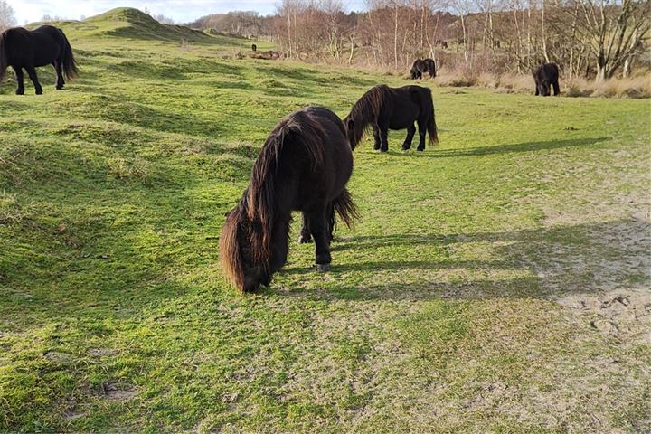 Bekijk foto 75 van Hogeweg 39