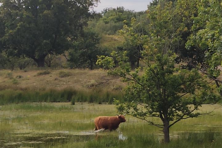 Bekijk foto 79 van Hogeweg 39