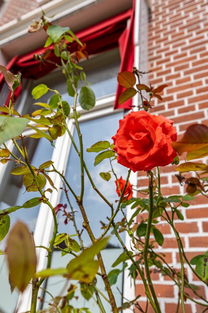 Foto 48 van Coehoornsingel 113