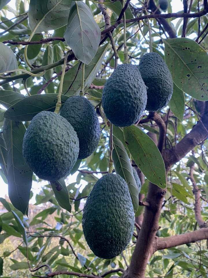 Foto 3 van Real Alto