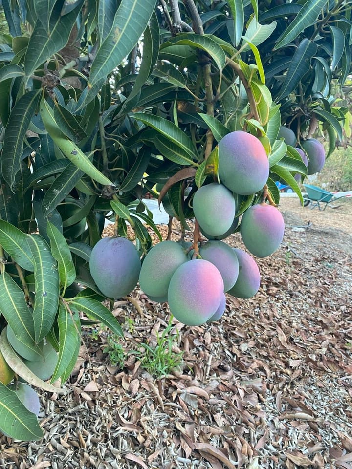 Foto 4 van Real Alto