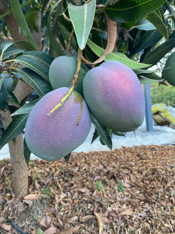 Foto 33 van Real Alto