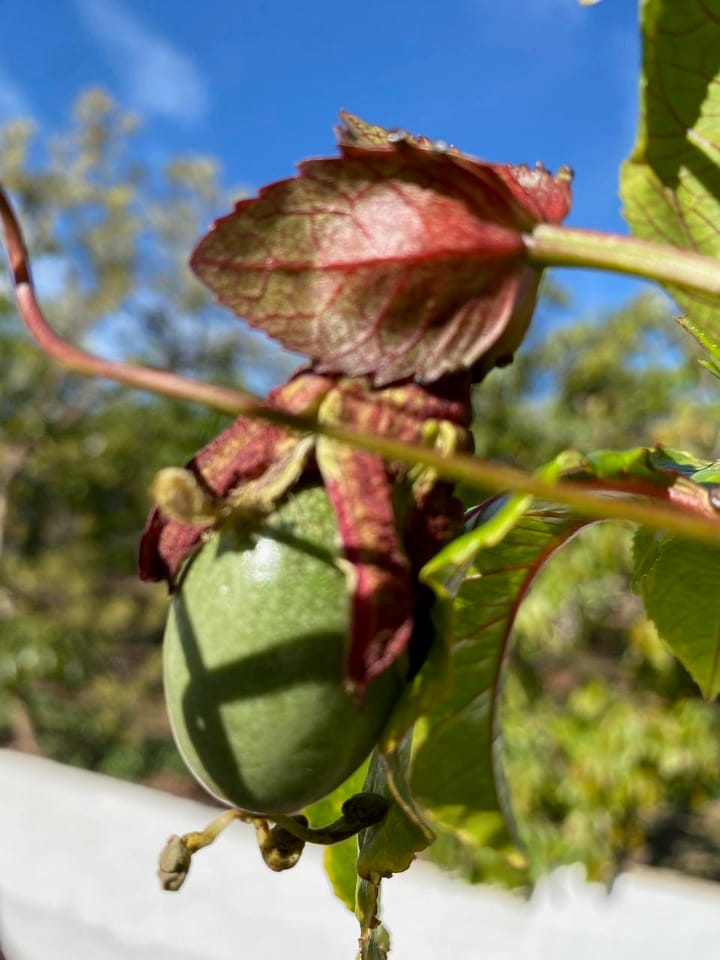 Foto 34 van Real Alto