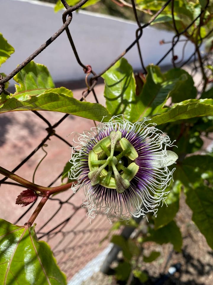 Foto 35 van Real Alto