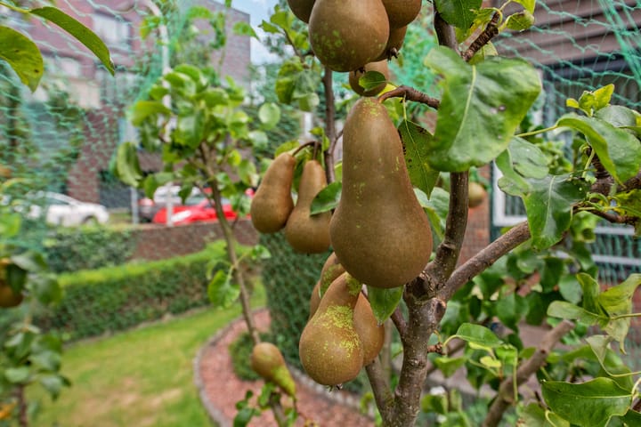 Foto 30 van Wethouder Verheulplantsoen 30