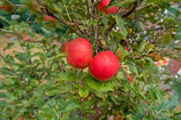 Foto 31 van Wethouder Verheulplantsoen 30